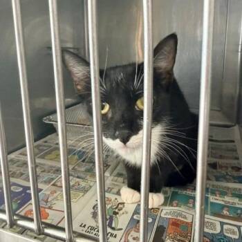 Jada -  Domestic Short Hair Cat for Adoption in Long Beach, California - Jada | PetCurious