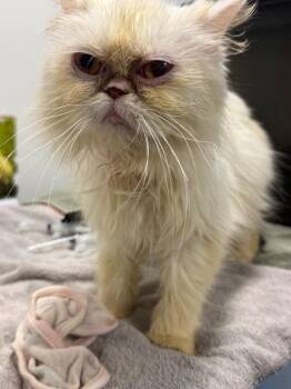 Persian Cats Available for Adoption in Denham Springs, Louisiana - Ali (mom)(Mila) | PetCurious