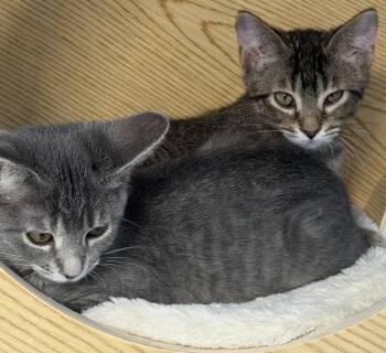 Idril -  Tabby Cat for Adoption in Mears, Michigan - Idril | PetCurious