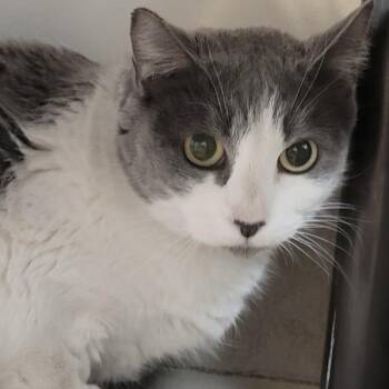 Domestic Short Hair Cats Available for Adoption in Las Vegas, Nevada - Taffy | PetCurious