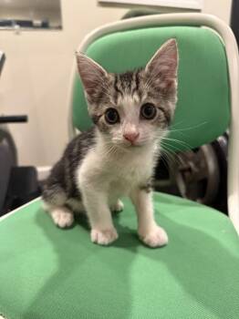 Raiden -  Domestic Short Hair and Tabby Cat for Adoption in Emerald Isle, North Carolina - Raiden | PetCurious