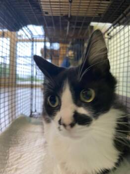 Domestic Long Hair Cats Available for Adoption in New Braunfels, Texas - Cleo | PetCurious