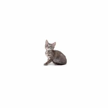 Domestic Short Hair Cats Available for Adoption in Los Angeles, California - Dill Pickle | PetCurious