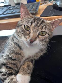 Aqua (FIV+) -  Domestic Short Hair Cat for Adoption in Minneapolis, Minnesota - Aqua (FIV+) | PetCurious