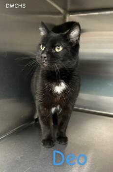 Domestic Short Hair Cats Available for Adoption - Deo | PetCurious