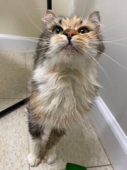 Kaleidoscope -  Domestic Medium Hair Cat for Adoption in Fall River, Massachusetts - Kaleidoscope | PetCurious