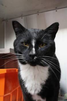 Domestic Short Hair Cats Available for Adoption in Winnipeg, Manitoba - The Duke | PetCurious