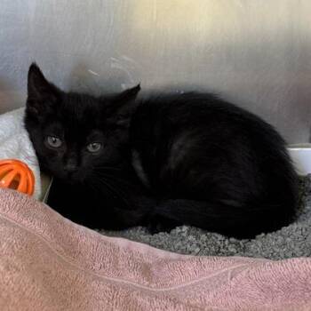 Blessed Thistle -  Domestic Short Hair Cat for Adoption in Richmond, Virginia - Blessed Thistle | PetCurious