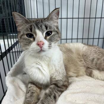 Storm -  Domestic Short Hair Cat Available for Adoption in Crookston, Minnesota - Storm | PetCurious