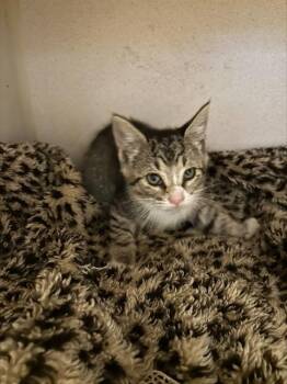 Domestic Short Hair Cats Available for Adoption in Alameda, California - STARLING | PetCurious
