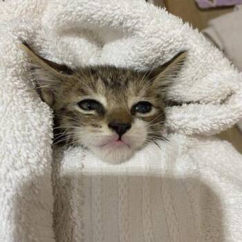 Robinson -  Domestic Short Hair Cat for Adoption in Tampa, Florida - Robinson | PetCurious