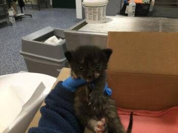 Domestic Short Hair Cats Available for Adoption in Thousand Palms, California - WALNUT | PetCurious