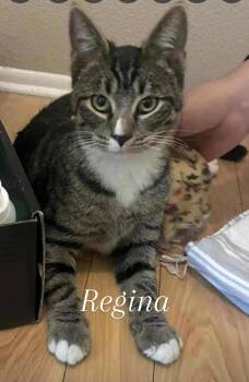 Rescue Domestic Short Hair Cats for Adoption in Yarnell, Arizona - Regina | PetCurious