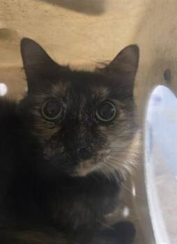 MOCHA -  Domestic Short Hair Cat for Adoption in Tallahassee, Florida - MOCHA | PetCurious