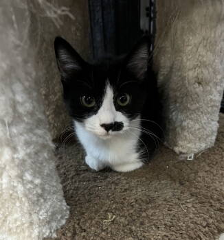 Rescue Domestic Short Hair Cats for Adoption in Blasdell, New York - Sierra | PetCurious