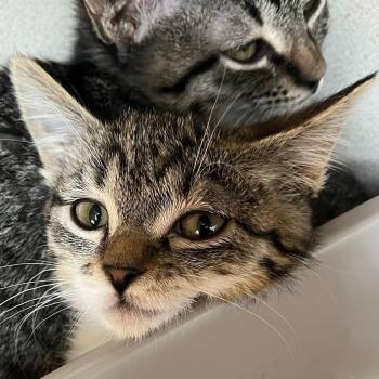 Domestic Short Hair Cats Available for Adoption in Redwood City, California - Bronze | PetCurious