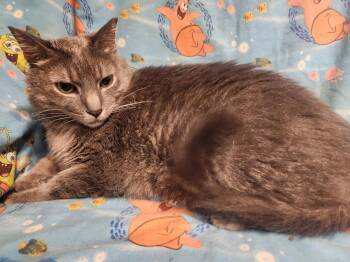 Arlie -  Domestic Medium Hair Cat for Adoption in Lansdowne, Pennsylvania - Arlie | PetCurious