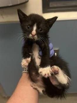 ERROL -  Domestic Short Hair Cat Available for Adoption in Doral, Florida - ERROL | PetCurious