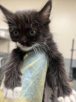 DEVINA -  Domestic Medium Hair Cat for Adoption in Las Vegas, Nevada - DEVINA | PetCurious
