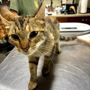 Pumpkin Pie -  Domestic Short Hair Cat for Adoption in Columbus, North Carolina - Pumpkin Pie | PetCurious