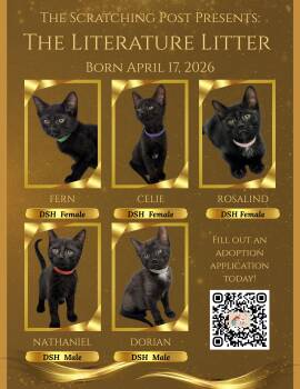 KITTENS - Literature Litter -  Domestic Short Hair Cat for Adoption in Cincinnati, Ohio - KITTENS - Literature Litter | PetCurious