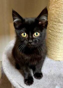Sharpay - Sweet and affectionate -  Domestic Medium Hair Cat for Adoption in Muskego, Wisconsin - Sharpay - Sweet And Affectionate | PetCurious