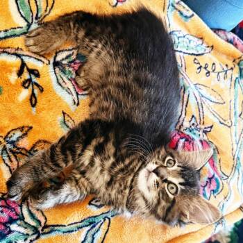 Bayer -  Domestic Medium Hair Cat for Adoption in Huntsville, Alabama - Bayer | PetCurious