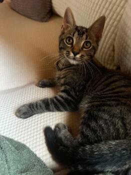 Sasparilla -  Domestic Short Hair Cat for Adoption in Berwick, Pennsylvania - Sasparilla | PetCurious