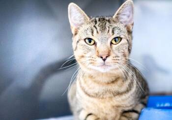 Rescue Domestic Short Hair Cats for Adoption in Monroe, Georgia - Major #21161 | PetCurious