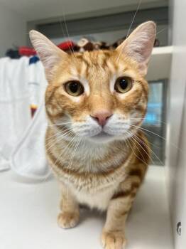 Dozer (ID 51108) -  Domestic Short Hair Cat for Adoption in Manassas, Virginia - Dozer (ID 51108) | PetCurious