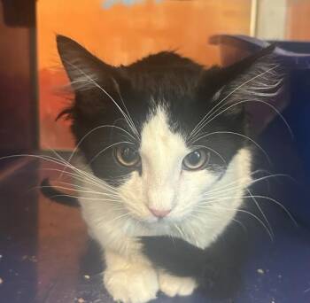 Jeremy -  Domestic Medium Hair Cat for Adoption in Golden, Colorado - Jeremy | PetCurious