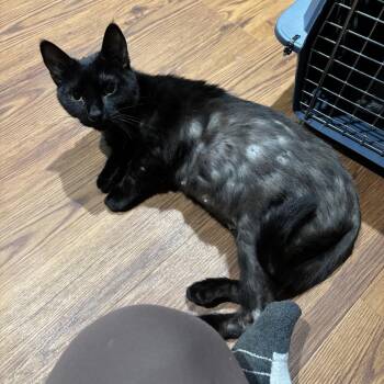 Banshee -  Domestic Short Hair Cat for Adoption in Enfield, New Hampshire - Banshee | PetCurious