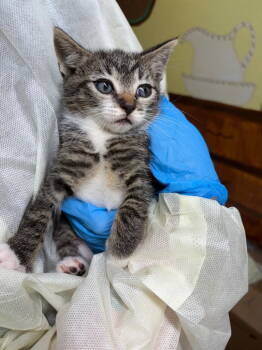 Rescue Tabby Cats for Adoption in Lovingston, Virginia - Zena | PetCurious