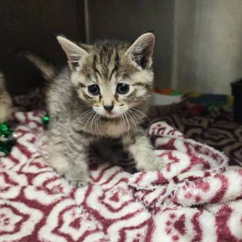 Domestic Short Hair Cats Available for Adoption in Evensville, Tennessee - Nikki | PetCurious