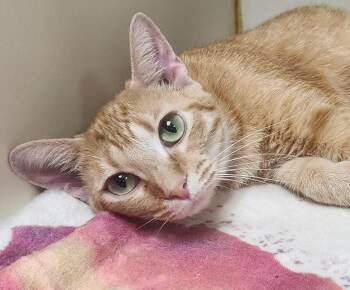 Winnie -  Domestic Short Hair Cat for Adoption in Little Rock, Arkansas - Winnie | PetCurious