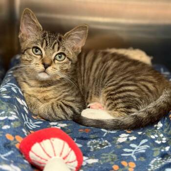 Domestic Short Hair Cats Available for Adoption - Dolon | PetCurious