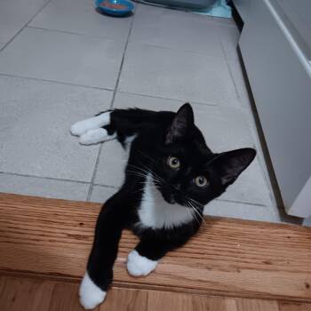 Socks -  Domestic Short Hair Cat for Adoption in Melrose, Massachusetts - Socks | PetCurious