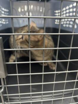 KIT KAT -  Domestic Short Hair Cat for Adoption in Palmetto, Florida - KIT KAT | PetCurious