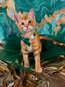 Cove -  Domestic Short Hair and Tabby Cat for Adoption in Houston, Texas - Cove | PetCurious