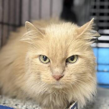 Dreamsicle -  Domestic Long Hair Cat for Adoption in New York, New York - Dreamsicle | PetCurious
