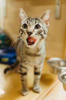 Jay -  Domestic Short Hair Cat for Adoption in Mckinney, Texas - Jay | PetCurious