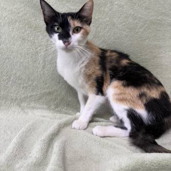 Zoey -  Domestic Short Hair Cat for Adoption in Buffalo, Minnesota - Zoey | PetCurious