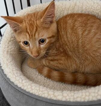 Garlic -  Domestic Short Hair Cat for Adoption in Evansville, Indiana - Garlic | PetCurious