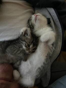 Goose, Whinny, Junie Bug and Duck -  Domestic Short Hair Cat for Adoption in San Luis Obispo, California - Goose, Whinny, Junie Bug And Duck | PetCurious