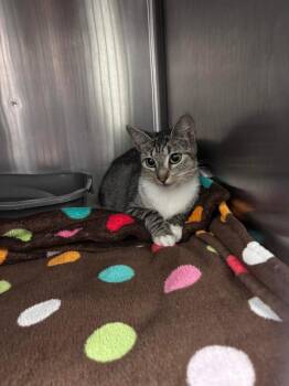 Domestic Short Hair Cats Available for Adoption in Burgaw, North Carolina - Annabelle | PetCurious