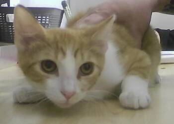 Domestic Short Hair Cats Available for Adoption in Dayton, Minnesota - Roux | PetCurious