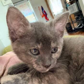 Clover -  Domestic Short Hair Cat for Adoption in Chicago, Illinois - Clover | PetCurious