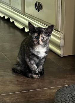 Hazel -  Domestic Short Hair Cat for Adoption in Arthur, Ontario - Hazel | PetCurious