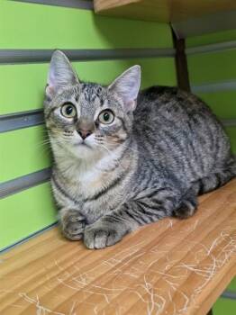 STAR -  Domestic Short Hair Cat for Adoption in St. Peters, Missouri - STAR | PetCurious