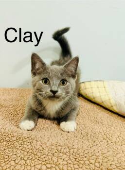 Rescue Domestic Short Hair Cats for Adoption in Saint Clair, Michigan - Clay & Cody | PetCurious